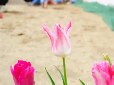 認定こども園について