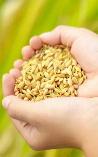 食育 バナー画像